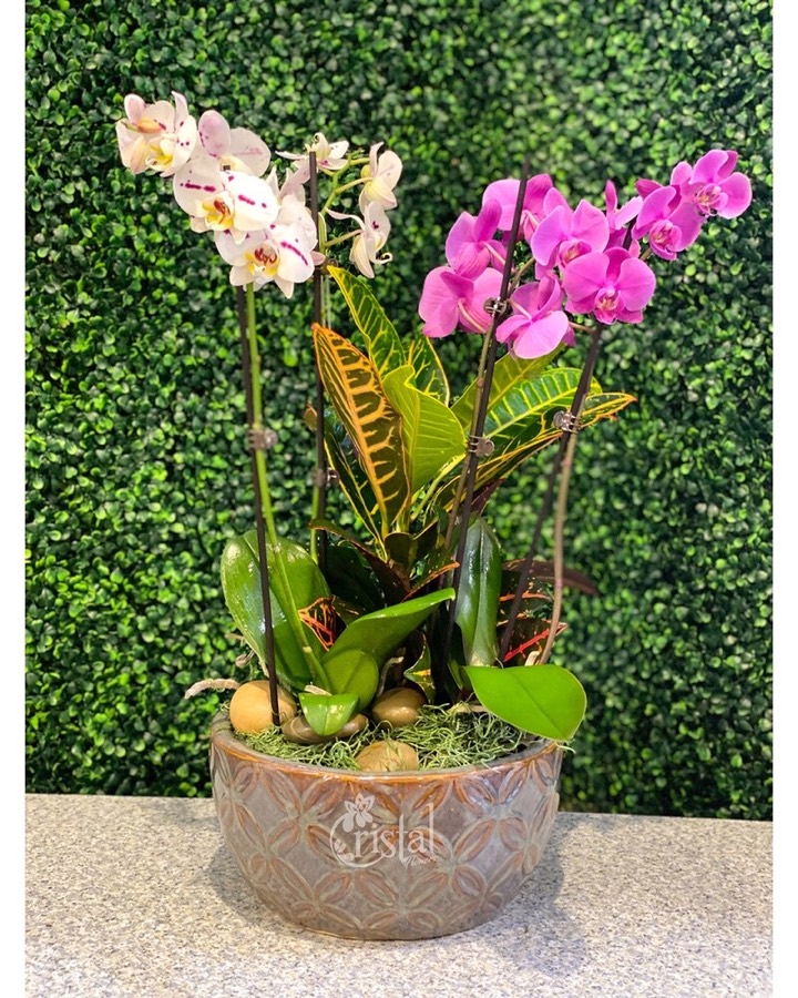 A New Day orchid planter