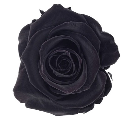 Black eternal preserved rose